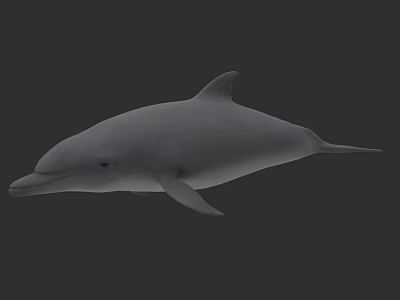 Graceful Grey Dolphin Marine Mammal Swimming In Clear Ocean Water 3d model