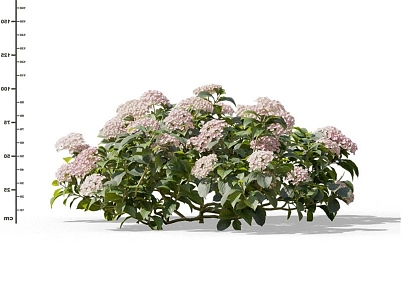 Modern Hydrangea 3d model