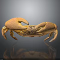 Orange Crab With Large Claws And Detailed Texture On Grey Background With Reflection 3d model