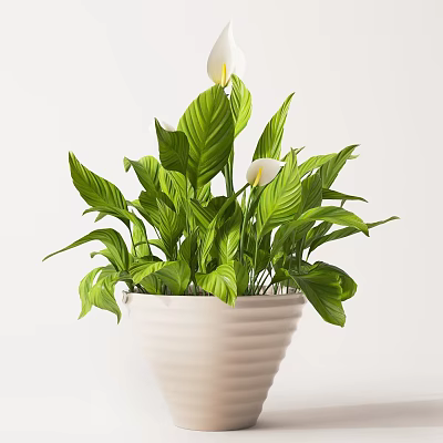 Bonsai Potted Plant With Lush Green Leaves And White Calla Lily In White Ribbed Pot 3d model