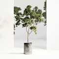 Bonsai Potted Plant With Green Leaves In Gray Cylindrical Pot For Interior Decor