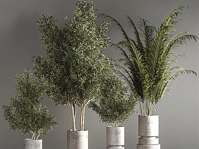 Bonsai Potted Plants With Olive Trees And Palm In Modern Concrete Pots 3d model