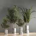 Bonsai Potted Plants With Olive Trees And Palm In Modern Concrete Pots
