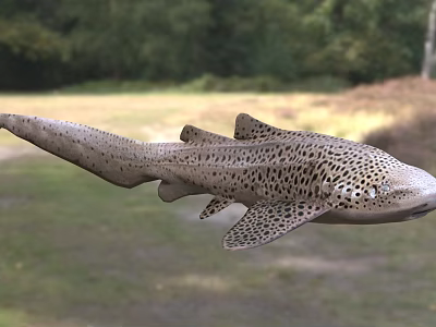 Spotted Leopard Shark Swimming Gracefully in Wild Natural Aquatic Habitat 3d model