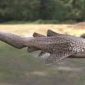 Spotted Leopard Shark Swimming Gracefully in Wild Natural Aquatic Habitat