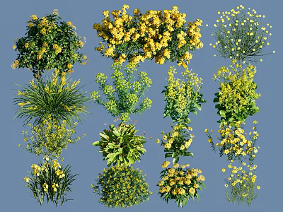 Various Decorative Ground Cover Plants With Yellow Flowers And Green Foliage For Garden Landscape 3d model