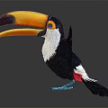 Exotic Toucan with Colorful Beak Black and White Feathers Blue Feet and Spread Wings