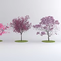 Colorful Flowering Trees With Pink And Purple Blossoms In A Row