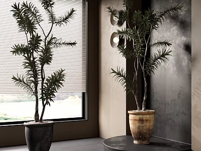 Stylish Bonsai Potted Plants By Window With Gray Wall And Table Decor 3d model