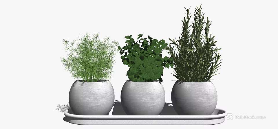 Three Round White Potted Bonsai Plants On Tray With Green Leaves 3d model 