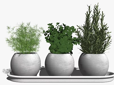 Three Round White Potted Bonsai Plants On Tray With Green Leaves 3d model