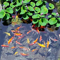 Colorful Koi Fish Swimming In Pond With Lily Pads And Lotus Flowers Surrounded By Stones