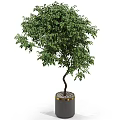 Potted Bonsai Tree With Lush Green Leaves And Gold Rim Decorative Ceramic Pot