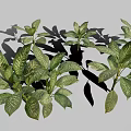 Gold Vein Justicia Perennial Evergreen Foliage Plant With Green Leaves And Gold Veins