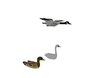 Different Flying Animals Including Flying Goose White Swan and Mallard Duck 3d model