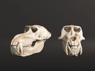 Two Detailed Animal Skull Models With Realistic Bone Structure And Dental Features 3d model