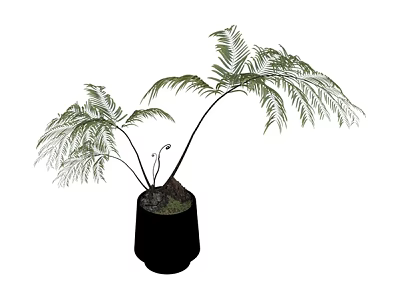 Lush Green Plant Combination With Feathery Leaves And Slender Stems In Black Ceramic Pot 3d model