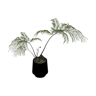 Lush Green Plant Combination With Feathery Leaves And Slender Stems In Black Ceramic Pot 3d model