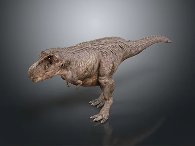 Realistic Tyrannosaurus Rex 3D Model With Detailed Skin Texture Standing On Gray Background 3d model