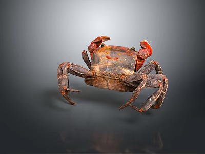 Reddish Brown Crab Showing Detailed Claws And Legs Against Gray Background 3d model