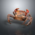Reddish Brown Crab Showing Detailed Claws And Legs Against Gray Background