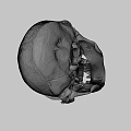 Primate Skull Anatomical Structure With Prominent Canine Teeth And Facial Features