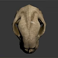 Medical Device Animal Skull Model for Veterinary Education with Cracked Surface