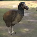 Dodo Bird With Brown And Gray Feathers Large Beak Standing On Grassy Ground
