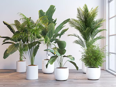 Various Green Potted Plants In White Pots On Wooden Floor With White Wall And Window 3d model