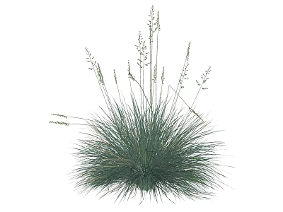 Green Ornamental Grass With Slender Leaves And Small Spikes On Top 3d model