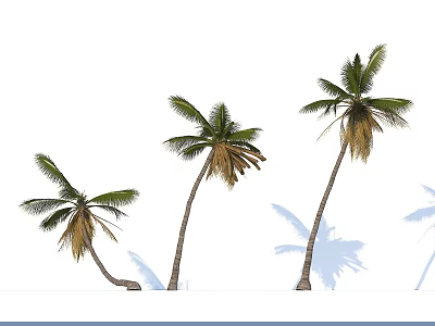 Three Palm Trees with Slender Trunks Feathery Fronds Different Leaning Angles White Background And Shadows 3d model