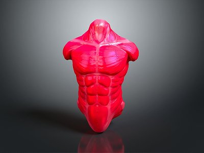 Muscle Human Muscle Human Muscle Human Muscle Tissue Human Organ model