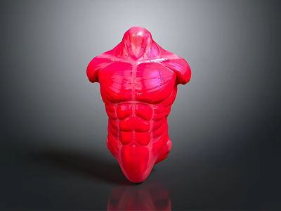 Medical Device Detailed Human Torso Muscle Structure Anatomical Model for Education and Training 3d model