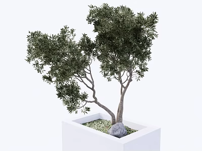 Two Arbors in White Square Planter with Slender Trunks Lush Foliage and Small Stones 3d model