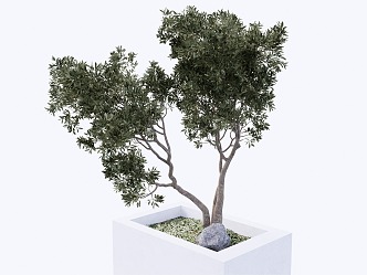 Plants 3d model