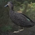 Brown Wild Duck With Blue Green Beak And Detailed Feather Pattern In Natural Grassland