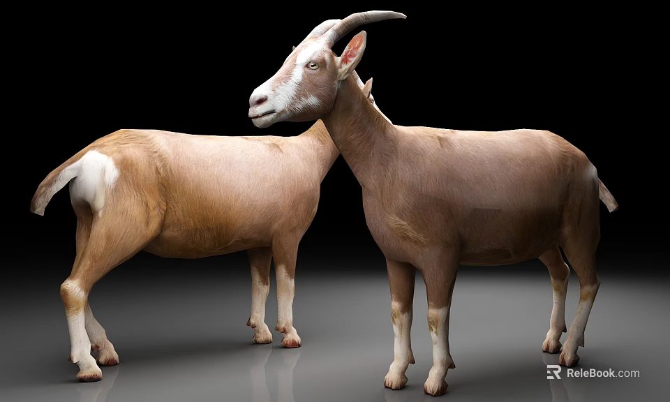 Two Light Brown Goats Standing On Shiny Floor With Black Background 3d model