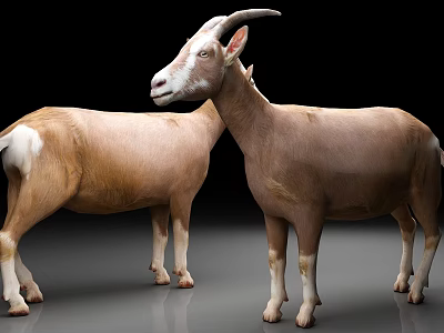 Two Light Brown Goats Standing On Shiny Floor With Black Background 3d model