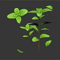 Green Mint Plant With Fresh Vibrant Leaves On Dark Reflective Background