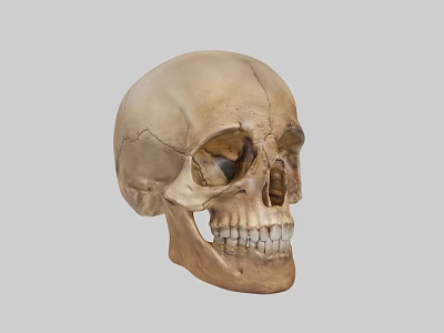 Medical Device Human Skull Model With Detailed Anatomical Structure For Education 3d model