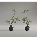 Bonsai Potted Fern Plants with Curved Branches and Green Leaves in Black Pots with Stones