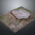Natural Tree Stump With Small Plants And Moss On Dirt Ground