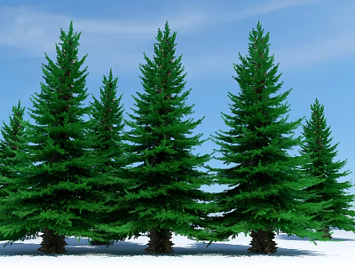 Tall Green Arbor Trees Standing In Snowy Field Under Clear Blue Sky 3d model