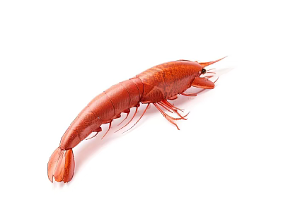 Fresh Red Aquatic Animal Shrimp Isolated On White Background Closeup Shot 3d model