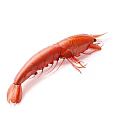 Fresh Red Aquatic Animal Shrimp Isolated On White Background Closeup Shot