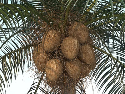 Coconut Palm Tree With Bunch of Ripe Coconuts and Green Leaves 3d model