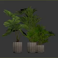 Different Types of Green Potted Plants In Cylindrical Pots Against Gray Background