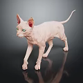 Hairless Cat with Pink Skin and Green Eyes Standing on Black Surface with Reflection
