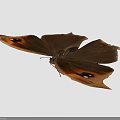 Brown Butterfly With Orange Spots On Margined Wings Against Black Background