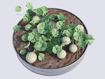 Growing Striped Melon Plants in Circular Metal Pot with Green Leaves and Small Fruits 3d model